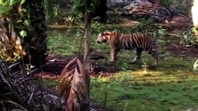 Harimau Sumatera Berkeliaran Di Daerah Penduduk Riau