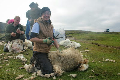 Schafschur Shetland