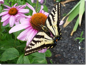 Echinacea Monarch