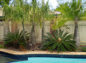 Cycads and Palms