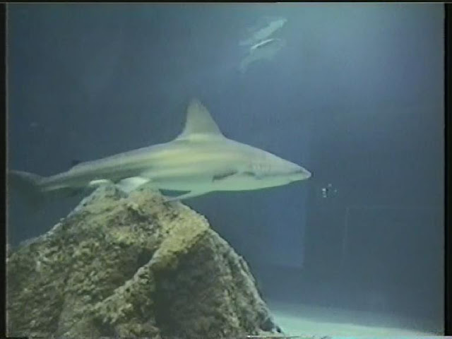 1996.05.06-01-004 requins