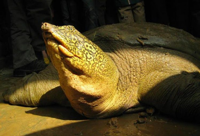 Yantze giant softshell turtle image,Red River Giant Softshell Turtle image,rare animal