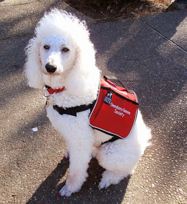 White poodle wearing red vest- Carmapoodale