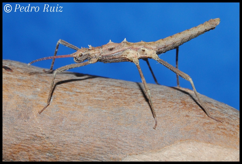 Ninfa macho L4 de Hoploclonia gecko, 2,9 cm de longitud