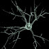 Johns Hopkins scientists provides insight into onset of ALS