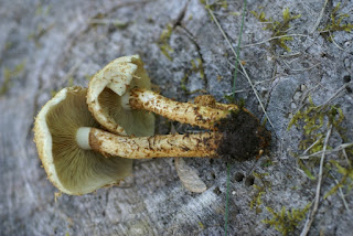 Pholiota squarrosoides - Pholiote squarreuse