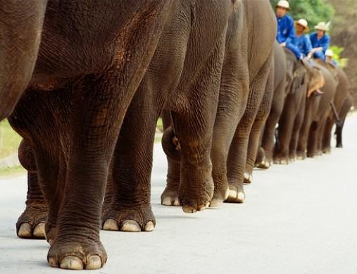 Thailand Elephant Day Photos...