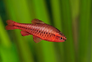 14 Tankmate Yang Cocok Dengan Ikan Tiger Barb atau Ikan Sumatra