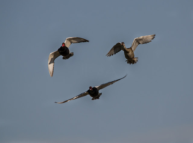 Netta rufina pato colorao cortejo aéreo