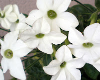 flower white flowering jasmine tobacco