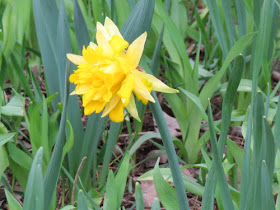 double daffodils