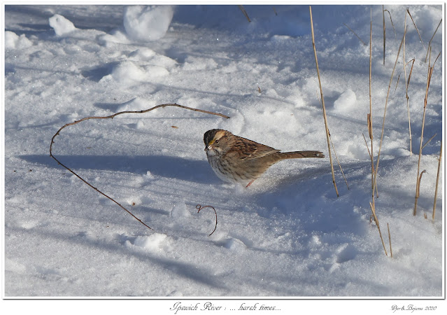 Ipswich River: ... harsh times...