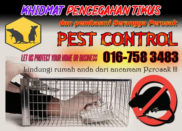 Apakah Racun Tikus Paling Kuat dan Berkesan