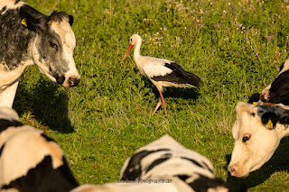 Wildlifefotografie Lippeaue Olaf Kerber Weißstorch