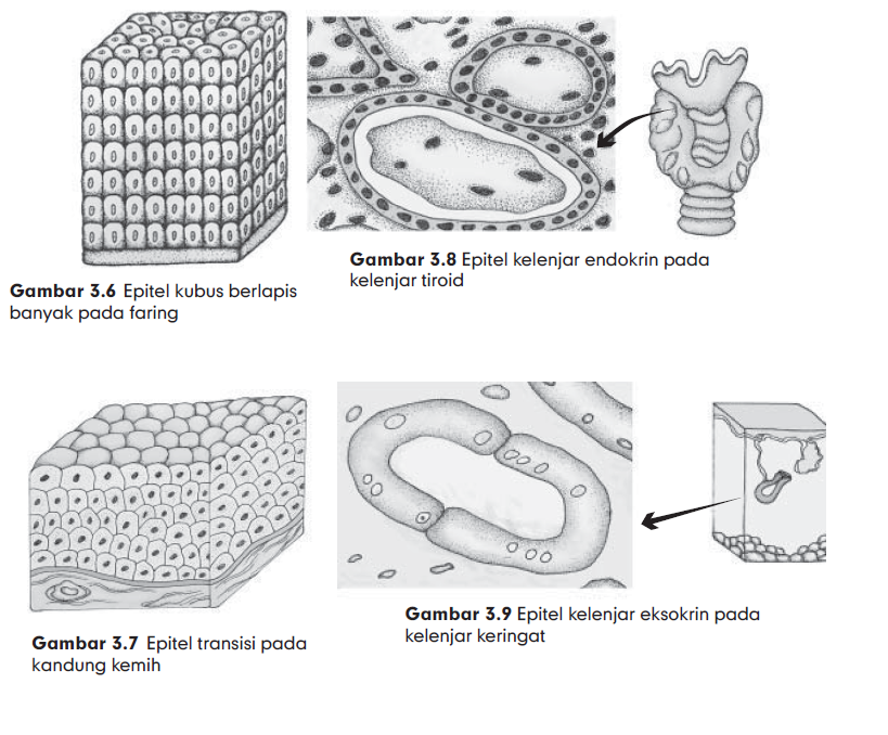  Macam  Macam  Jaringan  Epitel Pada  Hewan  dan Fungsinya