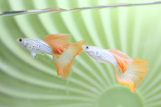 Jual Guppy Albino Red Lace,  Harga Guppy Albino Red Lace,  Toko Guppy Albino Red Lace,  Diskon Guppy Albino Red Lace,  Beli Guppy Albino Red Lace,  Review Guppy Albino Red Lace,  Promo Guppy Albino Red Lace,  Spesifikasi Guppy Albino Red Lace,  Guppy Albino Red Lace Murah,  Guppy Albino Red Lace Asli,  Guppy Albino Red Lace Original,  Guppy Albino Red Lace Jakarta,  Jenis Guppy Albino Red Lace,  Budidaya Guppy Albino Red Lace,  Peternak Guppy Albino Red Lace,  Cara Merawat Guppy Albino Red Lace,  Tips Merawat Guppy Albino Red Lace,  Bagaimana cara merawat Guppy Albino Red Lace,  Bagaimana mengobati Guppy Albino Red Lace,  Ciri-Ciri Hamil Guppy Albino Red Lace,  Kandang Guppy Albino Red Lace,  Ternak Guppy Albino Red Lace,  Makanan Guppy Albino Red Lace,  Guppy Albino Red Lace Termahal,  Adopsi Guppy Albino Red Lace,  Jual Cepat Guppy Albino Red Lace,  Guppy Albino Red Lace  Jakarta,  Guppy Albino Red Lace  Bandung,  Guppy Albino Red Lace  Medan,  Guppy Albino Red Lace  Bali,  Guppy Albino Red Lace  Makassar,  Guppy Albino Red Lace  Jambi,  Guppy Albino Red Lace  Pekanbaru,  Guppy Albino Red Lace  Palembang,  Guppy Albino Red Lace  Sumatera,  Guppy Albino Red Lace  Langsa,  Guppy Albino Red Lace  Lhokseumawe,  Guppy Albino Red Lace  Meulaboh,  Guppy Albino Red Lace  Sabang,  Guppy Albino Red Lace  Subulussalam,  Guppy Albino Red Lace  Denpasar,  Guppy Albino Red Lace  Pangkalpinang,  Guppy Albino Red Lace  Cilegon,  Guppy Albino Red Lace  Serang,  Guppy Albino Red Lace  Tangerang Selatan,  Guppy Albino Red Lace  Tangerang,  Guppy Albino Red Lace  Bengkulu,  Guppy Albino Red Lace  Gorontalo,  Guppy Albino Red Lace  guppy,  Guppy Albino Red Lace  tropical fish,  Guppy Albino Red Lace  aquarium fish,  Guppy Albino Red Lace  bubble guppies games,  Guppy Albino Red Lace  guppy fish,  Guppy Albino Red Lace  bubble guppies videos,  Guppy Albino Red Lace  bubble guppies episodes,  Guppy Albino Red Lace  bubble guppies full episodes,  Guppy Albino Red Lace  super guppy,  Guppy Albino Red Lace  bubble guppies cast,  Guppy Albino Red Lace  aquarium online,  Guppy Albino Red Lace  bubble guppies songs,  Guppy Albino Red Lace  tetra aquarium,  Guppy Albino Red Lace  guppies for sale,  Guppy Albino Red Lace  pregnant guppy,  Guppy Albino Red Lace  bubble guppies characters,  Guppy Albino Red Lace  bubble guppy,  Guppy Albino Red Lace  bubble guppies names,  Guppy Albino Red Lace  guppies fish,  Guppy Albino Red Lace  guppy breeding,  Guppy Albino Red Lace  breeding guppies,  Guppy Albino Red Lace  bubble guppie,  Guppy Albino Red Lace  nick jr bubble guppies,  Guppy Albino Red Lace  bubble guppies coloring pages,  Guppy Albino Red Lace  bubble guppies video,  Guppy Albino Red Lace  bubble guppy games,  Guppy Albino Red Lace  guppy aquarium,  Guppy Albino Red Lace  guppy care,  Guppy Albino Red Lace  baby guppies,  Guppy Albino Red Lace  design aquarium,  Guppy Albino Red Lace  how to breed guppies,  Guppy Albino Red Lace  endlers guppy,  Guppy Albino Red Lace  bubble guppies wiki,  Guppy Albino Red Lace  bubble guppies game,  Guppy Albino Red Lace  guppies care,  Guppy Albino Red Lace  guppy fry,  Guppy Albino Red Lace  male guppies,  Guppy Albino Red Lace  buble guppies,  Guppy Albino Red Lace  guppy fish care,  Guppy Albino Red Lace  female guppies,  Guppy Albino Red Lace  female guppy,  Guppy Albino Red Lace  guppy tank,  Guppy Albino Red Lace  types of guppies,  Guppy Albino Red Lace  online aquarium,  Guppy Albino Red Lace  guppies aquarium,  Guppy Albino Red Lace  pregnant guppies,  Guppy Albino Red Lace  guppy giving birth,  Guppy Albino Red Lace  what do guppies eat,  Guppy Albino Red Lace  guppy life span,  Guppy Albino Red Lace  guppy pond,  Guppy Albino Red Lace  guppy grass,  Guppy Albino Red Lace  guppies breeding,  Guppy Albino Red Lace  aquarium guppy,  Guppy Albino Red Lace  guppies giving birth,  Guppy Albino Red Lace  bubble guppies pictures,  Guppy Albino Red Lace  bubble guppies show,  Guppy Albino Red Lace  male guppy,  Guppy Albino Red Lace  guppy fish for sale,  Guppy Albino Red Lace  pregnant guppy fish,  Guppy Albino Red Lace  endler guppies,  Guppy Albino Red Lace  guppy babies,  Guppy Albino Red Lace  the bubble guppies,  Guppy Albino Red Lace  bubble guppies images,  Guppy Albino Red Lace  bubble guppies bubble puppy,  Guppy Albino Red Lace  guppy food,  Guppy Albino Red Lace  ferplast aquarium,  Guppy Albino Red Lace  guppy temperature,  Guppy Albino Red Lace  the binding isaac,  Guppy Albino Red Lace  guppy tail,  Guppy Albino Red Lace  the rebirth of isaac,  Guppy Albino Red Lace  the binding of isaac rebirth guppy,  Guppy Albino Red Lace  isaac the game,  Guppy Albino Red Lace  guppie fish,  Guppy Albino Red Lace  guppy fish breeding,  Guppy Albino Red Lace  guppy for sale,  Guppy Albino Red Lace  guppy tank mates,  Guppy Albino Red Lace  aquarium shop online,  Guppy Albino Red Lace  guppy gestation,  Guppy Albino Red Lace  the binding of isaac guppy,  Guppy Albino Red Lace  keeping guppies,  Guppy Albino Red Lace  guppy definition,  Guppy Albino Red Lace  guppy meaning,  Guppy Albino Red Lace  guppy breathing,  Guppy Albino Red Lace  fish tropical,  Guppy Albino Red Lace  endlers guppies,  Guppy Albino Red Lace  baby guppy,  Guppy Albino Red Lace  nickelodeon bubble guppies,  Guppy Albino Red Lace  guppy fish tank,  Guppy Albino Red Lace  guppy types,  Guppy Albino Red Lace  guppy fish types,  Guppy Albino Red Lace  guppy diseases,  Guppy Albino Red Lace  the binding of isaac 2,  Guppy Albino Red Lace  isaac the binding,  Guppy Albino Red Lace  wild guppies,  Guppy Albino Red Lace  wild guppy,  Guppy Albino Red Lace  fantail guppies,  Guppy Albino Red Lace  guppy pregnancy,  Guppy Albino Red Lace  lyretail guppy,  Guppy Albino Red Lace  pregnant guppy stages,  Guppy Albino Red Lace  guppy pregnant,  Guppy Albino Red Lace  male and female guppies,  Guppy Albino Red Lace  bubble guppys,  Guppy Albino Red Lace  guppy birth,  Guppy Albino Red Lace  do guppies need a heater,  Guppy Albino Red Lace  pictures of guppies,  Guppy Albino Red Lace  guppy fish life span,  Guppy Albino Red Lace  guppy water temperature,  Guppy Albino Red Lace  show guppies,  Guppy Albino Red Lace  black guppy,  Guppy Albino Red Lace  red guppy,  Guppy Albino Red Lace  binding isaac wiki,  Guppy Albino Red Lace  binding of isaac 2,  Guppy Albino Red Lace  moscow guppy,  Guppy Albino Red Lace  guppy forum,  Guppy Albino Red Lace  guppies online,  Guppy Albino Red Lace  fantail guppy,  Guppy Albino Red Lace  yellow guppy,  Guppy Albino Red Lace  snakeskin guppy,  Guppy Albino Red Lace  guppy fry growth chart,  Guppy Albino Red Lace  guppy fish food,  Guppy Albino Red Lace  temperature for guppies,  Guppy Albino Red Lace  water temperature for guppies,  Guppy Albino Red Lace  guppy games,  Guppy Albino Red Lace  black moscow guppy,  Guppy Albino Red Lace  full red guppy,  Guppy Albino Red Lace  blue moscow guppy,  Guppy Albino Red Lace  game isaac,  Guppy Albino Red Lace  male guppy fish,  Guppy Albino Red Lace  guppy varieties,  Guppy Albino Red Lace  albino guppy,  Guppy Albino Red Lace  guppy pregnancy stages,  Guppy Albino Red Lace  tequila sunrise guppy,  Guppy Albino Red Lace  guppy fin rot,  Guppy Albino Red Lace  guppy genetics,  Guppy Albino Red Lace  pink guppy,  Guppy Albino Red Lace  the guppy,  Guppy Albino Red Lace  highland guppy,  Guppy Albino Red Lace  guppy breeding tank,  Guppy Albino Red Lace  guppy breeds,  Guppy Albino Red Lace  show guppies for sale,  Guppy Albino Red Lace  guppies for sale uk,  Guppy Albino Red Lace  is my guppy pregnant,  Guppy Albino Red Lace  guppies having babies,  Guppy Albino Red Lace  guppy female,  Guppy Albino Red Lace  guppy fry care,  Guppy Albino Red Lace  do guppies need a filter,  Guppy Albino Red Lace  do guppies eat their babies,  Guppy Albino Red Lace  do guppies sleep,  Guppy Albino Red Lace  aquarium 40 liter,  Guppy Albino Red Lace  guppy game,  Guppy Albino Red Lace  neon guppies,  Guppy Albino Red Lace  neon guppy,  Guppy Albino Red Lace  guppy neon,  Guppy Albino Red Lace  isaac of binding,  Guppy Albino Red Lace  moscow blue guppy,  Guppy Albino Red Lace  guppy tail rot,  Guppy Albino Red Lace  isaac the rebirth,  Guppy Albino Red Lace  fish guppies,  Guppy Albino Red Lace  guppies dying,  Guppy Albino Red Lace  guppy species,  Guppy Albino Red Lace  guppy gravid spot,  Guppy Albino Red Lace  the of isaac,  Guppy Albino Red Lace  breeding guppies for beginners,  Guppy Albino Red Lace  guppy breeding cycle,  Guppy Albino Red Lace  female guppies for sale,  Guppy Albino Red Lace  guppies pregnant,  Guppy Albino Red Lace  pregnant female guppy,  Guppy Albino Red Lace  caring for guppies,  Guppy Albino Red Lace  guppies babies,  Guppy Albino Red Lace  guppy fry growth,  Guppy Albino Red Lace  guppy tank setup,  Guppy Albino Red Lace  guppy fish giving birth,  Guppy Albino Red Lace  guppy fry food,  Guppy Albino Red Lace  different types of guppies,  Guppy Albino Red Lace  types of guppy,  Guppy Albino Red Lace  guppy pictures,  Guppy Albino Red Lace  aquarium voor beginners,  Guppy Albino Red Lace  guppy life cycle,  Guppy Albino Red Lace  guppies temperature,  Guppy Albino Red Lace  guppy gestation period,  Guppy Albino Red Lace  the binding of the isaac,  Guppy Albino Red Lace  feeding guppies,  Guppy Albino Red Lace  guppi fish,  Guppy Albino Red Lace  guppy fish facts,  Guppy Albino Red Lace  guppy breeders,  Guppy Albino Red Lace  guppy wiki,  Guppy Albino Red Lace  freshwater guppies,  Guppy Albino Red Lace  rare guppies,  Guppy Albino Red Lace  raising guppies,  Guppy Albino Red Lace  guppy colors,  Guppy Albino Red Lace  guppy strains,  Guppy Albino Red Lace  guppy size,  Guppy Albino Red Lace  turquoise guppy,  Guppy Albino Red Lace  leopard guppy,  Guppy Albino Red Lace  guppy love,  Guppy Albino Red Lace  guppy images,  Guppy Albino Red Lace  guppy plant,  Guppy Albino Red Lace  water temp for guppies,  Guppy Albino Red Lace  guppy breeding setup,  Guppy Albino Red Lace  guppies for sale online,  Guppy Albino Red Lace  guppys aquarium,  Guppy Albino Red Lace  guppy fish pregnant,  Guppy Albino Red Lace  guppy care sheet,  Guppy Albino Red Lace  endler guppy hybrid,  Guppy Albino Red Lace  baby guppy fish,  Guppy Albino Red Lace  female guppy fish,  Guppy Albino Red Lace  bubble guppies nickelodeon,  Guppy Albino Red Lace  guppy tanks,  Guppy Albino Red Lace  guppies food,  Guppy Albino Red Lace  best food for guppies,  Guppy Albino Red Lace  tropical guppies,  Guppy Albino Red Lace  black guppy fish,  Guppy Albino Red Lace  black moscow guppies,  Guppy Albino Red Lace  gestation period for guppies,  Guppy Albino Red Lace  blue neon guppy,  Guppy Albino Red Lace  red mosaic guppy,  Guppy Albino Red Lace  betta and guppies,  Guppy Albino Red Lace  guppy fishes,  Guppy Albino Red Lace  fish compatible with guppies,  Guppy Albino Red Lace  what is a guppy fish,  Guppy Albino Red Lace  guppy s,  Guppy Albino Red Lace  guppy guppy,  Guppy Albino Red Lace  guppy facts,  Guppy Albino Red Lace  guppy behavior,  Guppy Albino Red Lace  green guppy,  Guppy Albino Red Lace  white guppy,  Guppy Albino Red Lace  guppy dropsy,  Guppy Albino Red Lace  purple guppy,  Guppy Albino Red Lace  bloated guppy,  Guppy Albino Red Lace  angelfish and guppies,  Guppy Albino Red Lace  fin rot guppy,  Guppy Albino Red Lace  guppies keep dying,  Guppy Albino Red Lace  mollies and guppies,  Guppy Albino Red Lace  stages of guppy pregnancy,  Guppy Albino Red Lace  south african guppies,  Guppy Albino Red Lace  mosaic guppy,  Guppy Albino Red Lace  guppy cartoon,  Guppy Albino Red Lace  breeding guppy,  Guppy Albino Red Lace  aquarium guppies,  Guppy Albino Red Lace  pregnant guppie,  Guppy Albino Red Lace  female guppy pregnant,  Guppy Albino Red Lace  guppy tank size,  Guppy Albino Red Lace  guppies tank mates,  Guppy Albino Red Lace  do guppies give live birth,  Guppy Albino Red Lace  buy guppies,  Guppy Albino Red Lace  food for guppies,  Guppy Albino Red Lace  types of guppy fish,  Guppy Albino Red Lace  guppy disease,  Guppy Albino Red Lace  tropical fish guppies,  Guppy Albino Red Lace  black guppies,  Guppy Albino Red Lace  guppy black,  Guppy Albino Red Lace  red guppies,  Guppy Albino Red Lace  red guppy fish,  Guppy Albino Red Lace  moscow guppies,  Guppy Albino Red Lace  guppies and bettas,  Guppy Albino Red Lace  guppy fish information,  Guppy Albino Red Lace  guppy fish images,  Guppy Albino Red Lace  all about guppies,  Guppy Albino Red Lace  guppy breeder,  Guppy Albino Red Lace  guppys online,  Guppy Albino Red Lace  guppy poecilia reticulata,  Guppy Albino Red Lace  guppy a,  Guppy Albino Red Lace  purple guppies,  Guppy Albino Red Lace  beautiful guppies,  Guppy Albino Red Lace  guppy pdf,  Guppy Albino Red Lace  guppy swimming vertically,  Guppy Albino Red Lace  guppy names,  Guppy Albino Red Lace  yellow guppies,  Guppy Albino Red Lace  male guppies fighting,  Guppy Albino Red Lace  guppies and tetras,  Guppy Albino Red Lace  saltwater guppies,  Guppy Albino Red Lace  guppies and mollies,  Guppy Albino Red Lace  the guppies,  Guppy Albino Red Lace  breeding guppies in community tank,  Guppy Albino Red Lace  breed guppies,  Guppy Albino Red Lace  live guppies for sale,  Guppy Albino Red Lace  guppies fish for sale,  Guppy Albino Red Lace  breeding guppies for profit,  Guppy Albino Red Lace  guppies aquarium products,  Guppy Albino Red Lace  taking care of guppies,  Guppy Albino Red Lace  guppies fish care,  Guppy Albino Red Lace  john endler guppies,  Guppy Albino Red Lace  guppy fish babies,  Guppy Albino Red Lace  male and female guppy,  Guppy Albino Red Lace  guppy fry development,  Guppy Albino Red Lace  guppy fry stages,  Guppy Albino Red Lace  guppies fish tank,  Guppy Albino Red Lace  guppies tank,  Guppy Albino Red Lace  guppy fry tank,  Guppy Albino Red Lace  female guppy giving birth,  Guppy Albino Red Lace  pregnant guppy giving birth,  Guppy Albino Red Lace  guppies birth,  Guppy Albino Red Lace  guppy give birth,  Guppy Albino Red Lace  guppies types,  Guppy Albino Red Lace  how much do guppies cost,  Guppy Albino Red Lace  do guppies eat algae,  Guppy Albino Red Lace  guppy diseases pictures,  Guppy Albino Red Lace  pregnant guppy pictures,  Guppy Albino Red Lace  pictures of guppy fish,  Guppy Albino Red Lace  guppy fish diseases,  Guppy Albino Red Lace  show guppy,  Guppy Albino Red Lace  guppy tropical fish,  Guppy Albino Red Lace  guppies tropical fish,  Guppy Albino Red Lace  half black guppy,  Guppy Albino Red Lace  neon blue guppy,  Guppy Albino Red Lace  guppies and neon tetras,  Guppy Albino Red Lace  binding of the isaac,  Guppy Albino Red Lace  moscow blue guppies,  Guppy Albino Red Lace  of isaac game,  Guppy Albino Red Lace  feeding guppy fry,  Guppy Albino Red Lace  game the binding of isaac,  Guppy Albino Red Lace  the binding of isaac the game,  Guppy Albino Red Lace  blue guppy fish,  Guppy Albino Red Lace  fish that can live with guppies,  Guppy Albino Red Lace  images of guppy fish,  Guppy Albino Red Lace  guppy online,  Guppy Albino Red Lace  albino guppies,  Guppy Albino Red Lace  pics of guppies,  Guppy Albino Red Lace  my guppies keep dying,  Guppy Albino Red Lace  guppy colours,  Guppy Albino Red Lace  guppy growth chart,  Guppy Albino Red Lace  golden guppy,  Guppy Albino Red Lace  colorful guppies,  Guppy Albino Red Lace  columnaris guppy,  Guppy Albino Red Lace  guppy diet,  Guppy Albino Red Lace  dragon guppy,  Guppy Albino Red Lace  atfg guppy,  Guppy Albino Red Lace  blue diamond guppy,  Guppy Albino Red Lace  gold guppy,  Guppy Albino Red Lace  guppy scientific name,  Guppy Albino Red Lace  guppies fighting,  Guppy Albino Red Lace  pingu guppy,  Guppy Albino Red Lace  trinidadian guppies,  Guppy Albino Red Lace  dropsy guppy,  Guppy Albino Red Lace  fat guppy,  Guppy Albino Red Lace  guppy guppies,  Guppy Albino Red Lace  guppy singapore,  Guppy Albino Red Lace  sunset guppy,  Guppy Albino Red Lace  guppy natural habitat,  Guppy Albino Red Lace  guppies breeding cycle,  Guppy Albino Red Lace  breeding tank for guppies,  Guppy Albino Red Lace  guppy breeding guide,  Guppy Albino Red Lace  guppies fish breeding,  Guppy Albino Red Lace  guppy breeding trap,  Guppy Albino Red Lace  guppy breeding tank setup,  Guppy Albino Red Lace  guppy sale,  Guppy Albino Red Lace  rare guppies for sale,  Guppy Albino Red Lace  endler guppies for sale,  Guppy Albino Red Lace  aquarium de guppy,  Guppy Albino Red Lace  pregnant guppy behavior,  Guppy Albino Red Lace  guppie care,  Guppy Albino Red Lace  guppy care guide,  Guppy Albino Red Lace  baby guppy care,  Guppy Albino Red Lace  guppy having babies,  Guppy Albino Red Lace  guppies male or female,  Guppy Albino Red Lace  guppies female,  Guppy Albino Red Lace  guppy fish female,  Guppy Albino Red Lace  guppies fry,  Guppy Albino Red Lace  raising guppy fry,  Guppy Albino Red Lace  guppy birth signs,  Guppy Albino Red Lace  guppies live birth,  Guppy Albino Red Lace  guppy fish pictures,  Guppy Albino Red Lace  guppies pictures,  Guppy Albino Red Lace  female guppy pictures,  Guppy Albino Red Lace  life cycle of a guppy,  Guppy Albino Red Lace  guppies water temperature,  Guppy Albino Red Lace  tropical fish guppy,  Guppy Albino Red Lace  tropical guppy,  Guppy Albino Red Lace  moscow black guppy,  Guppy Albino Red Lace  neon tetras and guppies,  Guppy Albino Red Lace  guppy tails,  Guppy Albino Red Lace  guppy feeding,  Guppy Albino Red Lace  bettas and guppies,  Guppy Albino Red Lace  guppies and betta,  Guppy Albino Red Lace  can guppies live with bettas,  Guppy Albino Red Lace  guppy fish price,  Guppy Albino Red Lace  guppy fish varieties,  Guppy Albino Red Lace  wild guppy fish,  Guppy Albino Red Lace  guppys fish,  Guppy Albino Red Lace  guppies information,  Guppy Albino Red Lace  free guppies,  Guppy Albino Red Lace  blue glass guppy,  Guppy Albino Red Lace  guppy d,  Guppy Albino Red Lace  pink guppies,  Guppy Albino Red Lace  guppy behaviour,  Guppy Albino Red Lace  common guppy,  Guppy Albino Red Lace  ribbon guppy,  Guppy Albino Red Lace  kinds of guppies,  Guppy Albino Red Lace  gonopodium guppy,  Guppy Albino Red Lace  rare guppy,  Guppy Albino Red Lace  guppy compatibility,  Guppy Albino Red Lace  pretty guppies,  Guppy Albino Red Lace  snakeskin guppies,  Guppy Albino Red Lace  guppy anatomy,  Guppy Albino Red Lace  green guppies,  Guppy Albino Red Lace  guppies in the wild,  Guppy Albino Red Lace  guppy growth,  Guppy Albino Red Lace  guppy water temp,  Guppy Albino Red Lace  guppy swim bladder,  Guppy Albino Red Lace  german yellow guppy,  Guppy Albino Red Lace  guppy videos,  Guppy Albino Red Lace  cartoon guppy,  Guppy Albino Red Lace  guppy not eating,  Guppy Albino Red Lace  exotic guppy,  Guppy Albino Red Lace  breeding guppys,  Guppy Albino Red Lace  breeding guppy fish,  Guppy Albino Red Lace  guppies for sale cheap,  Guppy Albino Red Lace  guppy breed,  Guppy Albino Red Lace  cheap guppies for sale,  Guppy Albino Red Lace  wild guppies for sale,  Guppy Albino Red Lace  guppys for sale,  Guppy Albino Red Lace  baby guppies for sale,  Guppy Albino Red Lace  guppy fry for sale,  Guppy Albino Red Lace  guppy fish aquarium,  Guppy Albino Red Lace  aquarium fish guppy,  Guppy Albino Red Lace  care for guppies,  Guppy Albino Red Lace  bubble guppies nick,  Guppy Albino Red Lace  nick bubble guppies,  Guppy Albino Red Lace  guppie fry,  Guppy Albino Red Lace  caring for guppy fry,  Guppy Albino Red Lace  guppy fish tanks,  Guppy Albino Red Lace  female guppies giving birth,  Guppy Albino Red Lace  where to buy guppies,  Guppy Albino Red Lace  fish food for guppies,  Guppy Albino Red Lace  pictures of pregnant guppies,  Guppy Albino Red Lace  albino red guppy,  Guppy Albino Red Lace  moscow green guppy,  Guppy Albino Red Lace  purple moscow guppies,  Guppy Albino Red Lace  isaac of rebirth,  Guppy Albino Red Lace  feeding baby guppies,  Guppy Albino Red Lace  guppy photo,  Guppy Albino Red Lace  game binding of isaac,  Guppy Albino Red Lace  a guppy fish,  Guppy Albino Red Lace  compatible fish with guppies,  Guppy Albino Red Lace  live guppies,  Guppy Albino Red Lace  poecilia reticulata guppy,  Guppy Albino Red Lace  exotic guppies,  Guppy Albino Red Lace  guppy price,  Guppy Albino Red Lace  guppy video,  Guppy Albino Red Lace  guppy wallpaper,  Guppy Albino Red Lace  white guppies,  Guppy Albino Red Lace  lyretail guppies,  Guppy Albino Red Lace  small guppies,  Guppy Albino Red Lace  guppy mouth,  Guppy Albino Red Lace  blonde guppy,  Guppy Albino Red Lace  peacock guppy,  Guppy Albino Red Lace  looking after guppies,  Guppy Albino Red Lace  guppy bent spine,  Guppy Albino Red Lace  plants for guppies,  Guppy Albino Red Lace  guppy predators,  Guppy Albino Red Lace  beautiful guppy,  Guppy Albino Red Lace  guppy eyes,  Guppy Albino Red Lace  guppy gonopodium,  Guppy Albino Red Lace  singapore guppy,  Guppy Albino Red Lace  dropsy in guppies,  Guppy Albino Red Lace  guppy fungus,  Guppy Albino Red Lace  gubbi fish,  Guppy Albino Red Lace  selective breeding guppies,  Guppy Albino Red Lace  breeding mollies and guppies,  Guppy Albino Red Lace  breeds of guppies,  Guppy Albino Red Lace  guppies sale,  Guppy Albino Red Lace  guppy breeding net,  Guppy Albino Red Lace  rare guppy breeds,  Guppy Albino Red Lace  guppie breeding,  Guppy Albino Red Lace  albino guppies for sale,  Guppy Albino Red Lace  blue guppies for sale,  Guppy Albino Red Lace  pregnant guppies for sale,  Guppy Albino Red Lace  guppy aquariums,  Guppy Albino Red Lace  aquarium a guppy,  Guppy Albino Red Lace  care of guppies,  Guppy Albino Red Lace  baby guppies care,  Guppy Albino Red Lace  guppy baby fish,  Guppy Albino Red Lace  guppy male female,  Guppy Albino Red Lace  male female guppies,  Guppy Albino Red Lace  bubble guppies on nick jr,  Guppy Albino Red Lace  guppy breeder tank,  Guppy Albino Red Lace  buy guppy fish,  Guppy Albino Red Lace  baby guppy food,  Guppy Albino Red Lace  type of guppies,  Guppy Albino Red Lace  do guppies need air pump,  Guppy Albino Red Lace  pictures of guppies fish,  Guppy Albino Red Lace  picture of guppies,  Guppy Albino Red Lace  female guppies pictures,  Guppy Albino Red Lace  guppy picture,  Guppy Albino Red Lace  guppies life span,  Guppy Albino Red Lace  life span of guppies,  Guppy Albino Red Lace  guppy life expectancy,  Guppy Albino Red Lace  show quality guppies,  Guppy Albino Red Lace  breeding show guppies,  Guppy Albino Red Lace  tropical guppy fish,  Guppy Albino Red Lace  guppy fish game,  Guppy Albino Red Lace  guppies gestation period,  Guppy Albino Red Lace  guppies gestation,  Guppy Albino Red Lace  fan tail guppies,  Guppy Albino Red Lace  fan tailed guppies,  Guppy Albino Red Lace  dragon tail guppy,  Guppy Albino Red Lace  the rebirth of isaac game,  Guppy Albino Red Lace  the isaac game,  Guppy Albino Red Lace  guppies feeding,  Guppy Albino Red Lace  guppy photos,  Guppy Albino Red Lace  about guppy fish,  Guppy Albino Red Lace  yellow guppy fish,  Guppy Albino Red Lace  guppy fish bowl,  Guppy Albino Red Lace  selling guppies,  Guppy Albino Red Lace  guppy pics,  Guppy Albino Red Lace  about guppies,  Guppy Albino Red Lace  ifga guppies,  Guppy Albino Red Lace  taiwan guppy,  Guppy Albino Red Lace  guppies price,  Guppy Albino Red Lace  different kinds of guppies,  Guppy Albino Red Lace  guppy blog,  Guppy Albino Red Lace  guppy plants,  Guppy Albino Red Lace  guppy green,  Guppy Albino Red Lace  tankmates for guppies,  Guppy Albino Red Lace  freshwater guppy,  Guppy Albino Red Lace  tequila sunrise guppies,  Guppy Albino Red Lace  endless guppy,  Guppy Albino Red Lace  platies and guppies,  Guppy Albino Red Lace  guppy parasites,  Guppy Albino Red Lace  guppy pet,  Guppy Albino Red Lace  guppy illness,  Guppy Albino Red Lace  pet guppies,  Guppy Albino Red Lace  guppy white,  Guppy Albino Red Lace  guppies species,  Guppy Albino Red Lace  hybrid guppies,  Guppy Albino Red Lace  breeding tanks for guppies,  Guppy Albino Red Lace  guppy breeding tanks,  Guppy Albino Red Lace  guppy care and breeding,  Guppy Albino Red Lace  breeding guppies for feeders,  Guppy Albino Red Lace  guppy fish sale,  Guppy Albino Red Lace  breeding guppies for sale,  Guppy Albino Red Lace  guppy aquarium fish,  Guppy Albino Red Lace  aquarium guppy fish,  Guppy Albino Red Lace  guppies aquariums,  Guppy Albino Red Lace  pregnant guppys,  Guppy Albino Red Lace  pregnant female guppies,  Guppy Albino Red Lace  raising baby guppies,  Guppy Albino Red Lace  guppy fry color,  Guppy Albino Red Lace  guppy fry size,  Guppy Albino Red Lace  guppy birthing process,  Guppy Albino Red Lace  buying guppies,  Guppy Albino Red Lace  buy guppy fish online,  Guppy Albino Red Lace  buy guppy,  Guppy Albino Red Lace  homemade guppy food,  Guppy Albino Red Lace  pictures of female guppies,  Guppy Albino Red Lace  pictures of baby guppies,  Guppy Albino Red Lace  guppies diseases,  Guppy Albino Red Lace  guppy diseases symptoms,  Guppy Albino Red Lace  life cycle of guppies,  Guppy Albino Red Lace  guppy shows,  Guppy Albino Red Lace  show guppy breeders,  Guppy Albino Red Lace  is a guppy a tropical fish,  Guppy Albino Red Lace  binding the isaac,  Guppy Albino Red Lace  the of isaac game,  Guppy Albino Red Lace  the game isaac,  Guppy Albino Red Lace  guppy fish photos,  Guppy Albino Red Lace  photos of guppies,  Guppy Albino Red Lace  binding isaac game,  Guppy Albino Red Lace  binding game,  Guppy Albino Red Lace  guppies fishing report,  Guppy Albino Red Lace  all about guppy fish,  Guppy Albino Red Lace  the guppy fish,  Guppy Albino Red Lace  how much are guppy fish,  Guppy Albino Red Lace  is a guppy a fish,  Guppy Albino Red Lace  guppy fish wiki,  Guppy Albino Red Lace  guppies fish bowl,  Guppy Albino Red Lace  cheap guppies,  Guppy Albino Red Lace  fresh water guppies,  Guppy Albino Red Lace  how to sell guppies,  Guppy Albino Red Lace  pond guppies,  Guppy Albino Red Lace  information about guppies,  Guppy Albino Red Lace  guppy illnesses,  Guppy Albino Red Lace  guppy hatchery,  Guppy Albino Red Lace  guppy store,  Guppy Albino Red Lace  guppies fin rot,  Guppy Albino Red Lace  common guppies,  Guppy Albino Red Lace  guppy prices,  Guppy Albino Red Lace  guppy mouth fungus,  Guppy Albino Red Lace  singapore guppies,  Guppy Albino Red Lace  guppy book,  Guppy Albino Red Lace  large guppy,  Guppy Albino Red Lace  breading guppies,  Guppy Albino Red Lace  malaysia guppy,  Guppy Albino Red Lace  aggressive guppies,  Guppy Albino Red Lace  guppies diet,  Guppy Albino Red Lace  my guppy,  Guppy Albino Red Lace  robert john lechmere guppy,  Guppy Albino Red Lace  guppy breading,  Guppy Albino Red Lace  guppy forums,  Guppy Albino Red Lace  guppies pics,  Guppy Albino Red Lace  guppy fin rot treatment,  Guppy Albino Red Lace  the re-birth,  Guppy Albino Red Lace  the binding rebirth,  Guppy Albino Red Lace  guppies aquarium supplies,  Guppy Albino Red Lace  aquarium mit guppys,  Guppy Albino Red Lace  guppys im aquarium,  Guppy Albino Red Lace  fry guppy,  Guppy Albino Red Lace  where can i buy guppies,  Guppy Albino Red Lace  breeding guppies for food,  Guppy Albino Red Lace  guppy fish picture,  Guppy Albino Red Lace  binding of isaac original,  Guppy Albino Red Lace  the isaac of binding,  Guppy Albino Red Lace  rebirth of isaac game,  Guppy Albino Red Lace  game of isaac,  Guppy Albino Red Lace  guppies photos,  Guppy Albino Red Lace  guppy fish breeders,  Guppy Albino Red Lace  what is guppy fish,  Guppy Albino Red Lace  guppy water conditions,  Guppy Albino Red Lace  german guppies,  Guppy Albino Red Lace  laser beam guppy,  Guppy Albino Red Lace  the binding of rebirth,  Guppy Albino Red Lace  the binding of isaac a,  Guppy Albino Red Lace  guppy rebirth, 