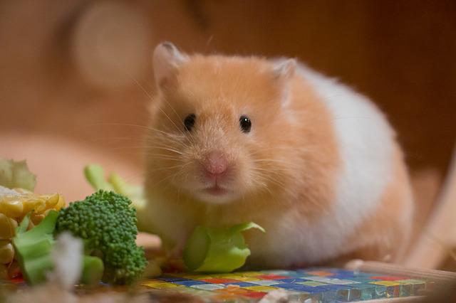 gambar hamster makan brokoli