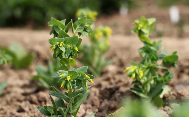 Cerinthe Minor Flowers Pictures