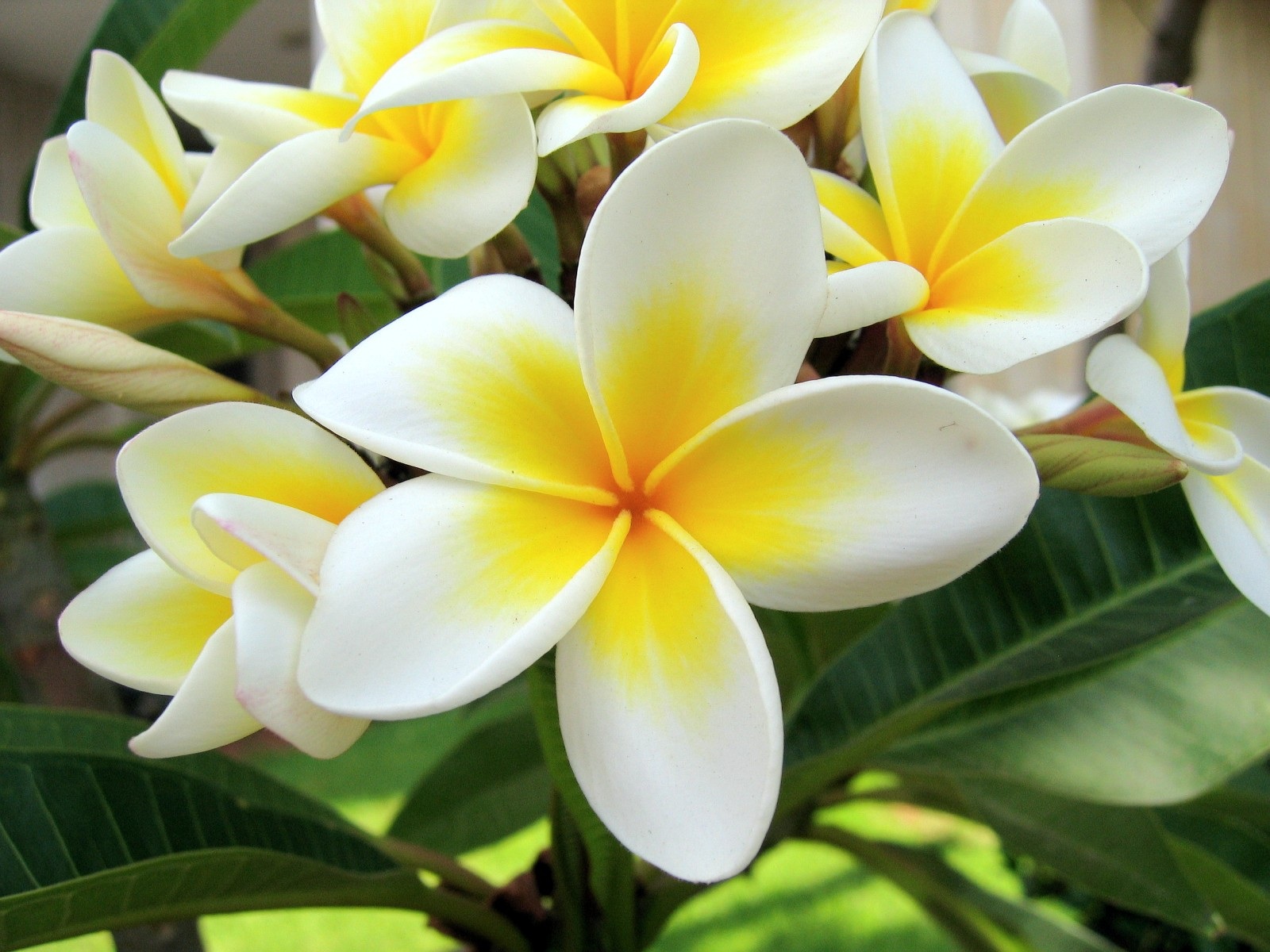 Plants and flowers