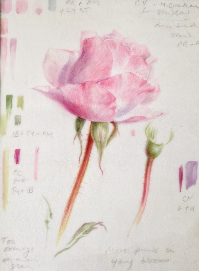 Rose sketch on vellum