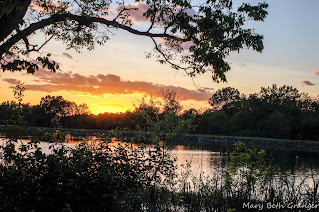 sunset behind the trees photo by mbgphoto