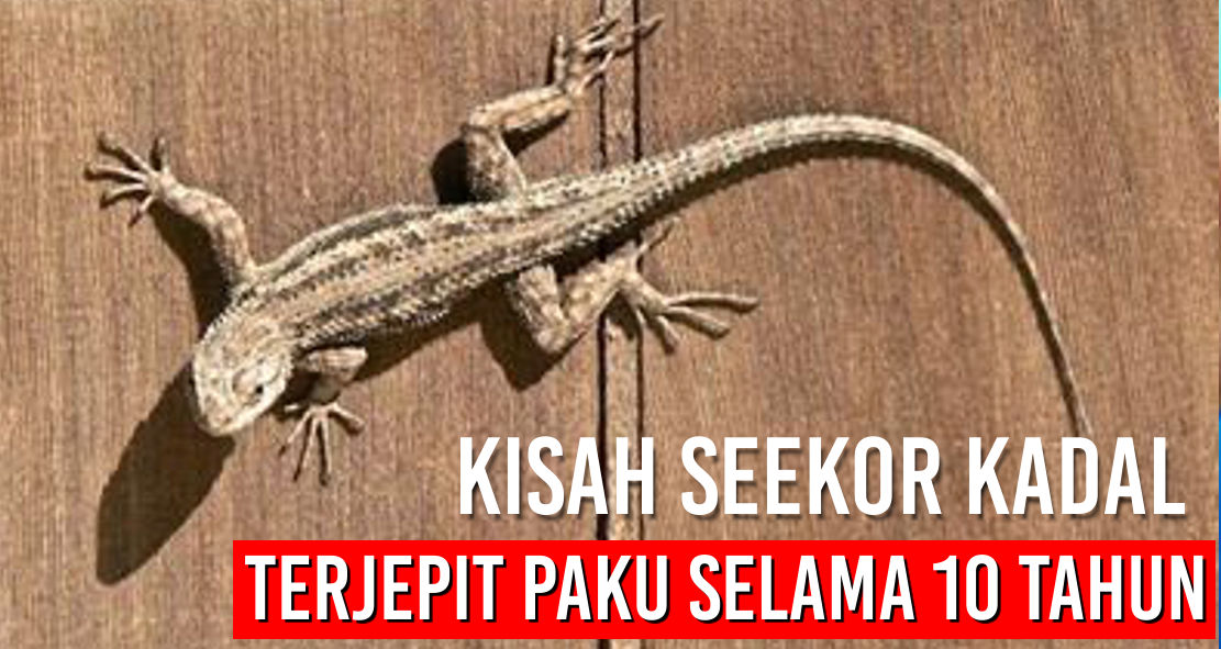 Kisah Seekor Kadal yang Terjepit Paku Selama 10 Tahun di Jepang