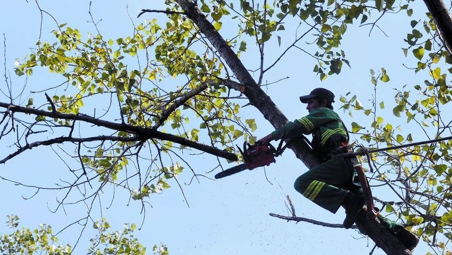 Hombre podando un árbol con una motosierra