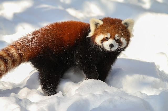 red panda