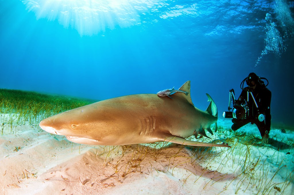 http://scubadiverlife.com/2014/05/26/safe-behavior-around-sharks/