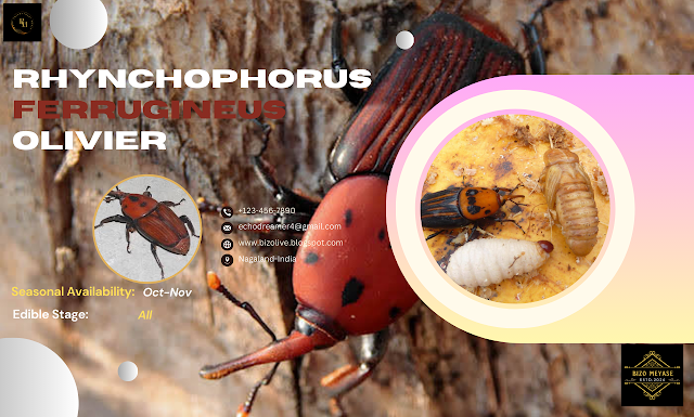 Edible Insects:  From Farm to Fork: Unraveling the Fascinating Journey of Rhynchophorus Ferrugineus Olivier in Nagaland.
