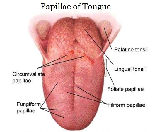 anatomi lidah dan fungsinya