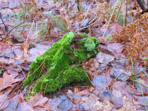 clump of green moss