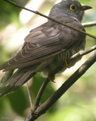 Indian Cuckoo in Sinharaja rain forest - 20 March, 2008