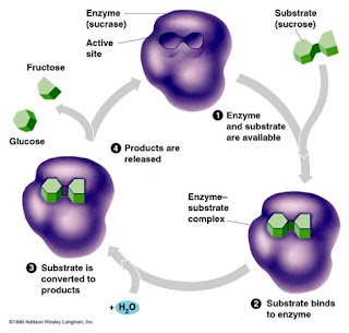 Characteristic of enzymes