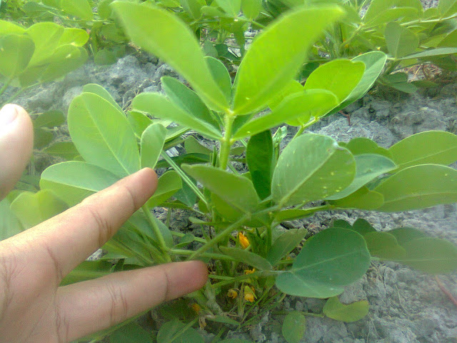 Kacang tanah banyak digunakan sebagai inang bagi bakteri Rhizobium leguminosarum dalam menyuburkan tanah pertanian. (foto original oleh: Wahid Priyono)