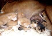 Uma cadela resolveu amamentar cinco gatinhos em Erval Velho, no MeioOeste .