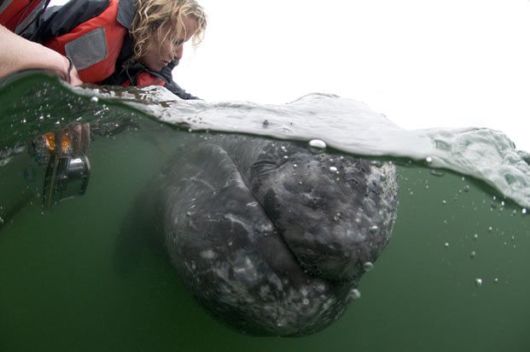 grey whales mexico 06 هل تريد مداعبة أكبر الكائنات على وجه الأرض !! يمكنك مدابعة الحيتان الان بكل سهوله وعدم التعرض للخطر