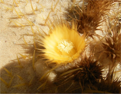 Barrel Cactus