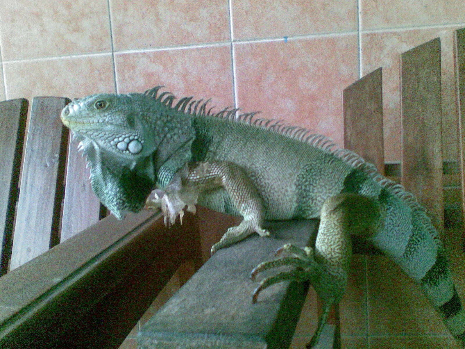 iguana hijau terbesar