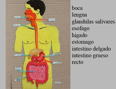 como hacer una maqueta del sistema digestivo paso a paso