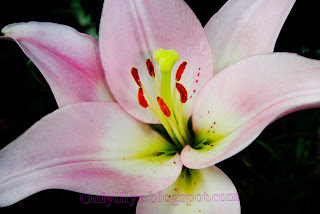 flower lily