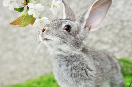 Background Spring Animals4