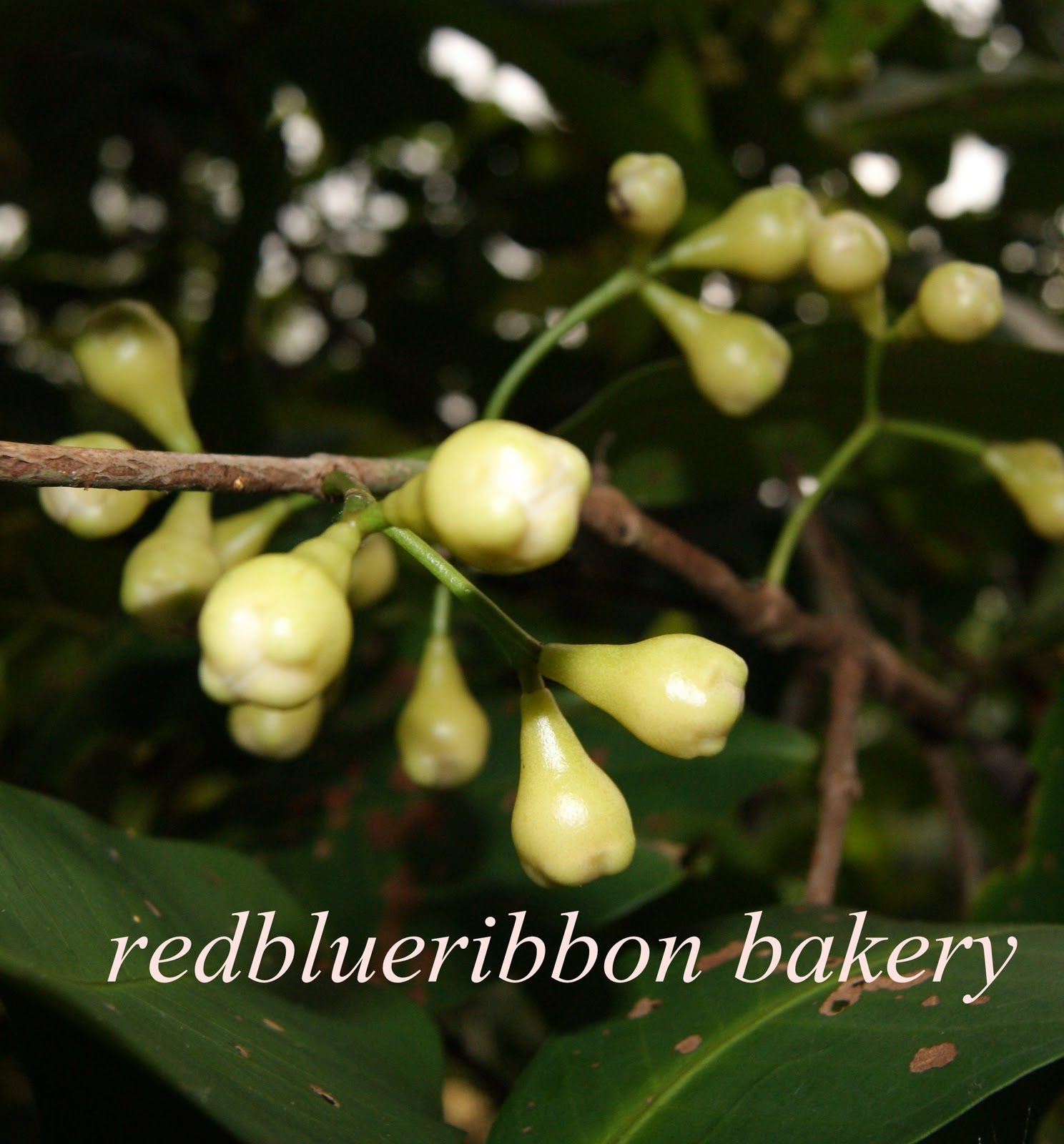 Red Blue Ribbon Bakery: Bumi bertuah