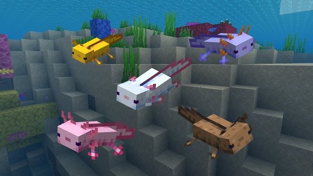 Minecraft Catch, tame and breed axolotls of different colors