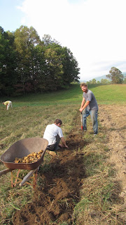 digging potatoes with digging fork