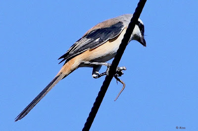 Long-tailed Shrike - with prey