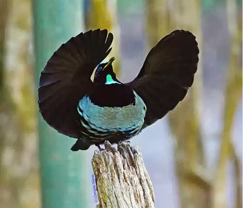  Burung  Surga  Dari Indonesia UNIKLOPEDIA