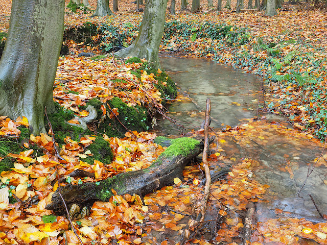 waldbach herbst laubwald wasser