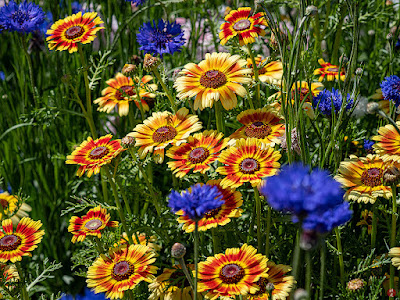 Daisy flowers: Ofuna Flower Center