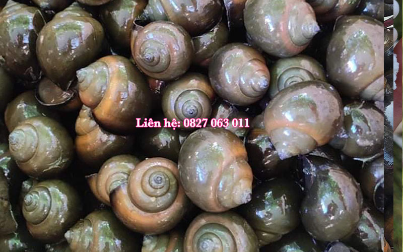 Trứng ốc nhồi giống ở Nghệ An